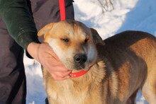 TAKSA, Hund, Shar Pei-Mix in Rumänien - Bild 1