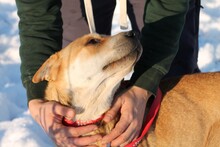 TAKSA, Hund, Shar Pei-Mix in Rumänien - Bild 2