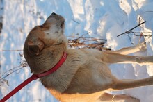 TAKSA, Hund, Shar Pei-Mix in Rumänien - Bild 5