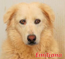 EMILIANA, Hund, Herdenschutzhund-Mix in Italien - Bild 1