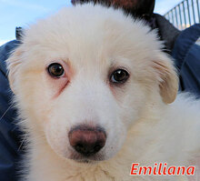 EMILIANA, Hund, Herdenschutzhund-Mix in Italien - Bild 12