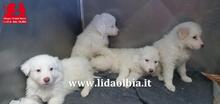 EMILIANO, Hund, Herdenschutzhund-Mix in Italien - Bild 23