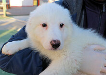 EMILIANO, Hund, Herdenschutzhund-Mix in Italien - Bild 26