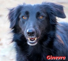 GINEVRA, Hund, Mischlingshund in Italien - Bild 1