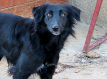 GINEVRA, Hund, Mischlingshund in Italien - Bild 11