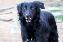 GINEVRA, Hund, Mischlingshund in Italien - Bild 6