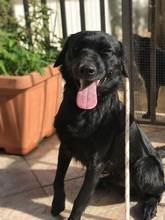 OSKAR, Hund, Mischlingshund in Italien - Bild 2