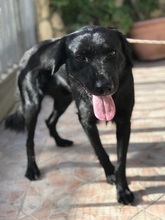 OSKAR, Hund, Mischlingshund in Italien - Bild 3