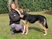 RIGBY, Hund, Mischlingshund in Italien - Bild 3
