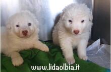 EMILETTO, Hund, Herdenschutzhund-Mix in Italien - Bild 18
