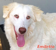 EMILETTO, Hund, Herdenschutzhund-Mix in Italien - Bild 5