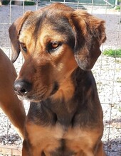 BARNEY, Hund, Mischlingshund in Griechenland - Bild 1