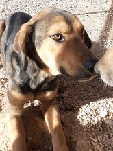 BARNEY, Hund, Mischlingshund in Griechenland - Bild 3