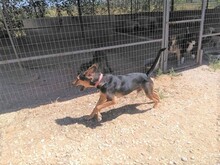 BARNEY, Hund, Mischlingshund in Griechenland - Bild 4