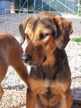 BARNEY, Hund, Mischlingshund in Griechenland - Bild 5