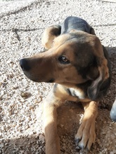 BARNEY, Hund, Mischlingshund in Griechenland - Bild 7