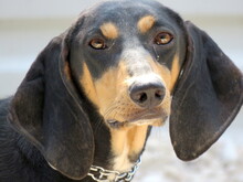 HOPE3, Hund, Mischlingshund in Zypern - Bild 1