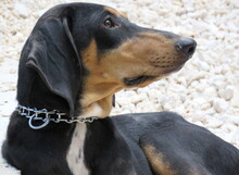 HOPE3, Hund, Mischlingshund in Zypern - Bild 5