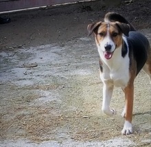 JUNIORBOY, Hund, Mischlingshund in Griechenland - Bild 10