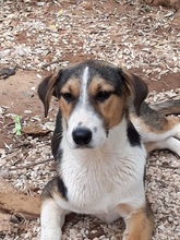 JUNIORBOY, Hund, Mischlingshund in Griechenland - Bild 12