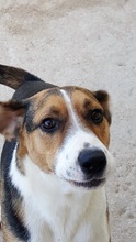 JUNIORBOY, Hund, Mischlingshund in Griechenland - Bild 13