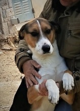 JUNIORBOY, Hund, Mischlingshund in Griechenland - Bild 14