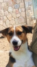 JUNIORBOY, Hund, Mischlingshund in Griechenland - Bild 15