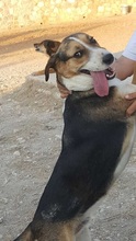 JUNIORBOY, Hund, Mischlingshund in Griechenland - Bild 2