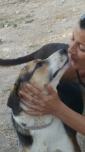 JUNIORBOY, Hund, Mischlingshund in Griechenland - Bild 3