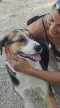 JUNIORBOY, Hund, Mischlingshund in Griechenland - Bild 4