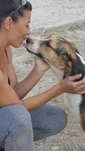 JUNIORBOY, Hund, Mischlingshund in Griechenland - Bild 6