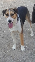 JUNIORBOY, Hund, Mischlingshund in Griechenland - Bild 7