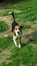 JUNIORBOY, Hund, Mischlingshund in Griechenland - Bild 9