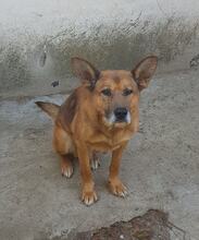 YOKO, Hund, Mischlingshund in Rumänien - Bild 1