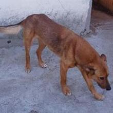 YOKO, Hund, Mischlingshund in Rumänien - Bild 2