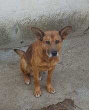 YOKO, Hund, Mischlingshund in Rumänien - Bild 3