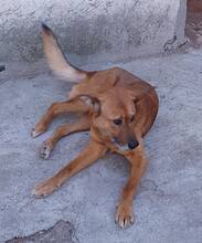 YOKO, Hund, Mischlingshund in Rumänien - Bild 4