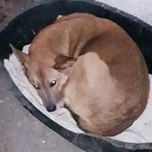 YOKO, Hund, Mischlingshund in Rumänien - Bild 5