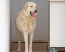NOEMI, Hund, Herdenschutzhund-Mix in Italien - Bild 12