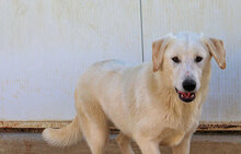 NOEMI, Hund, Herdenschutzhund-Mix in Italien - Bild 14