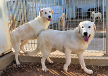 NOEMI, Hund, Herdenschutzhund-Mix in Italien - Bild 16