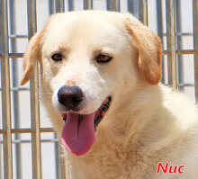 NUC, Hund, Herdenschutzhund-Mix in Italien - Bild 1
