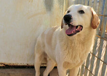 NUC, Hund, Herdenschutzhund-Mix in Italien - Bild 18