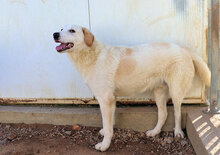 NUC, Hund, Herdenschutzhund-Mix in Italien - Bild 19