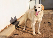 NUC, Hund, Herdenschutzhund-Mix in Italien - Bild 20