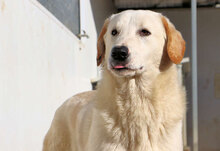 NUC, Hund, Herdenschutzhund-Mix in Italien - Bild 22