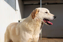 NUC, Hund, Herdenschutzhund-Mix in Italien - Bild 24