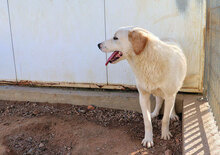 NUC, Hund, Herdenschutzhund-Mix in Italien - Bild 25