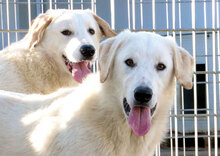 NUC, Hund, Herdenschutzhund-Mix in Italien - Bild 26