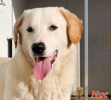 NUC, Hund, Herdenschutzhund-Mix in Italien - Bild 7